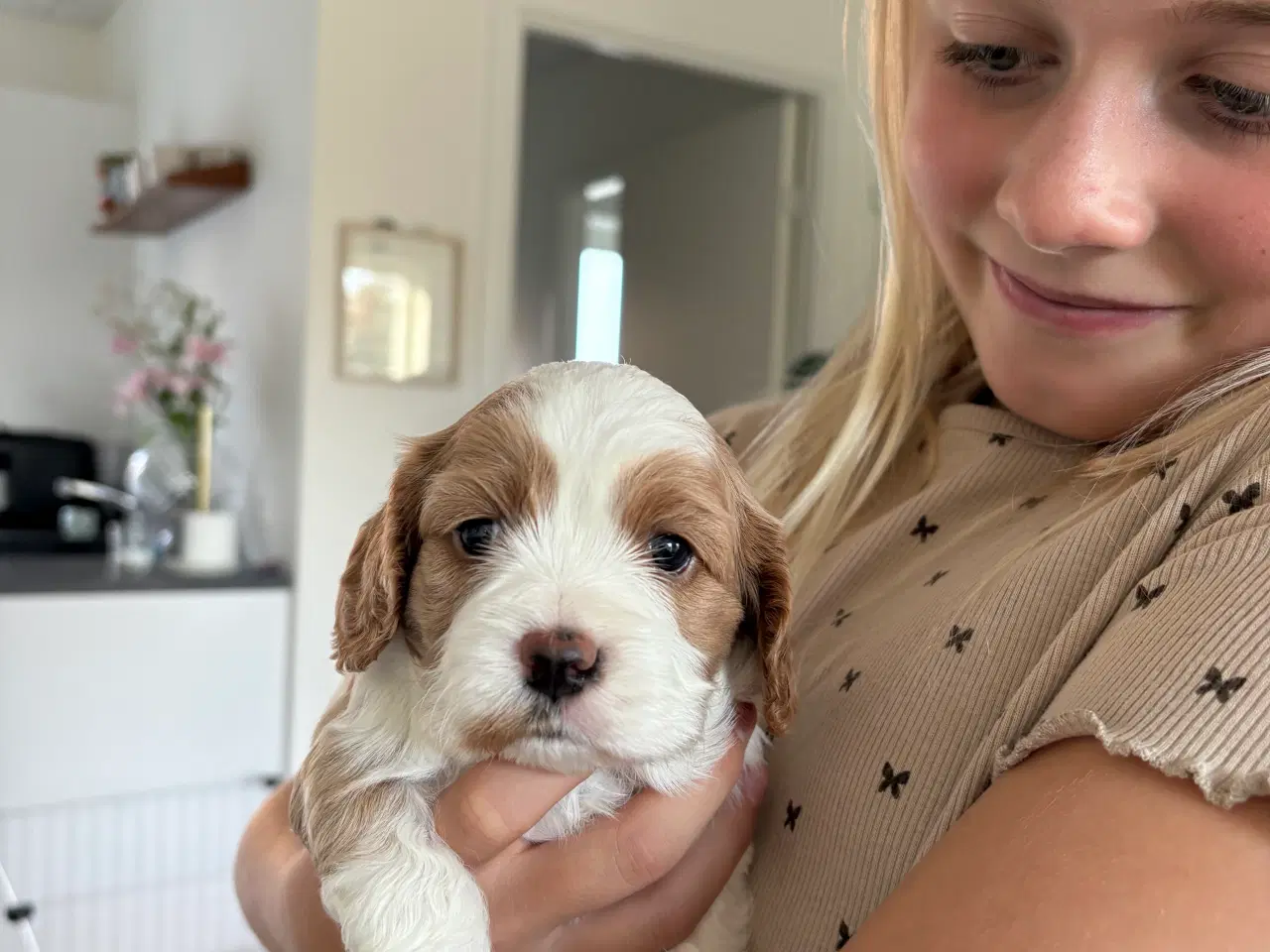 Billede 6 - Cavapoo hvalpe 