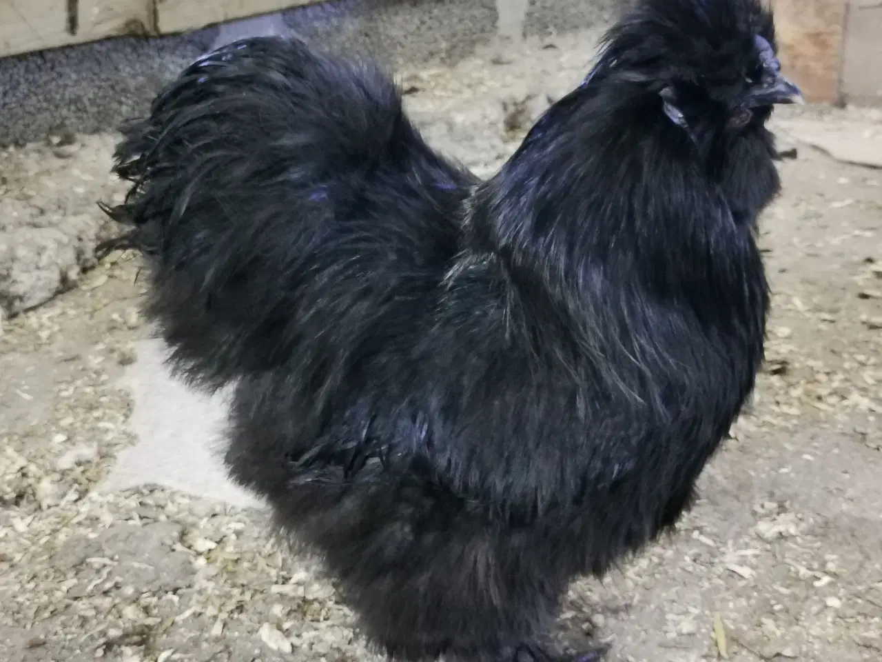 Billede 3 - Kyllinger silkehøns 