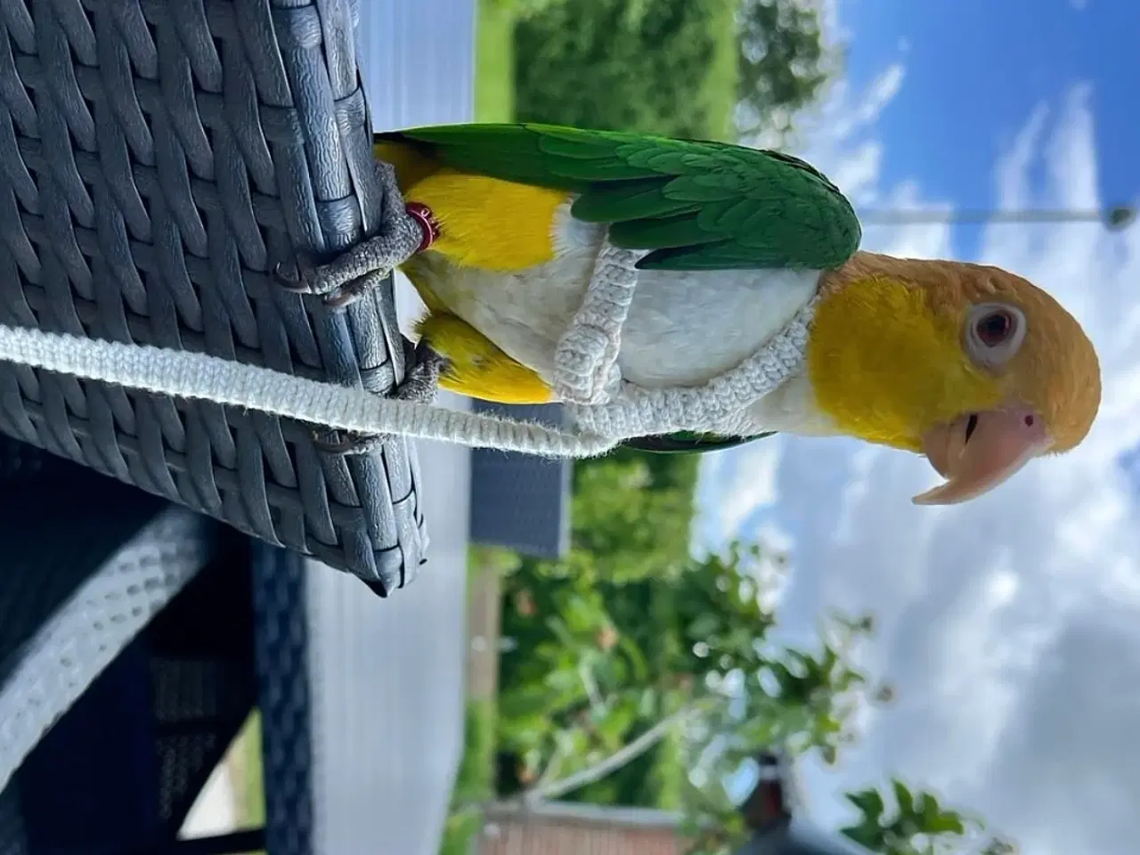 Billede 2 - Han caique søger nyt hjem 