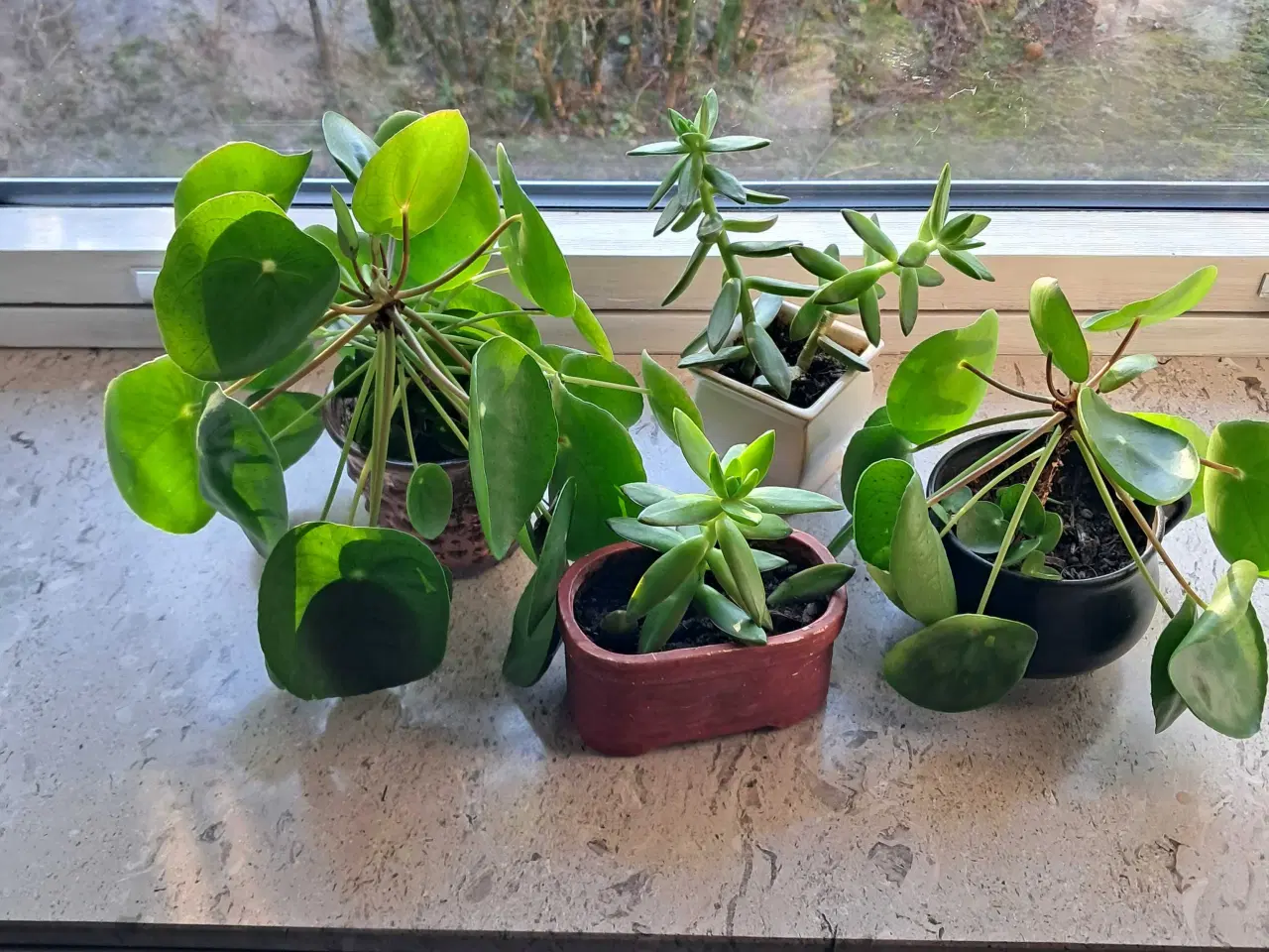 Billede 1 - Stueplanter