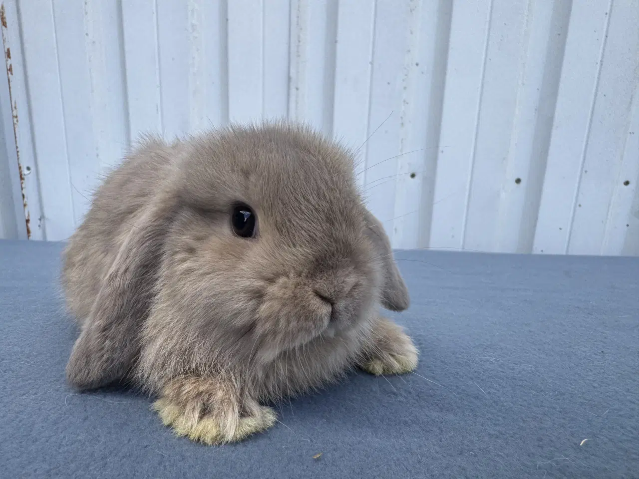 Billede 4 - Mini lop hankanin