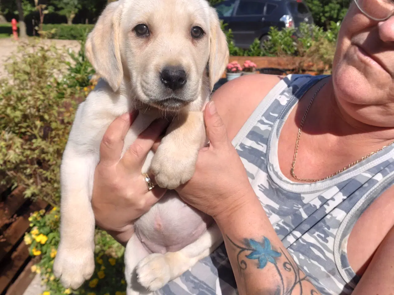 Billede 3 - Labrador hvalpe 