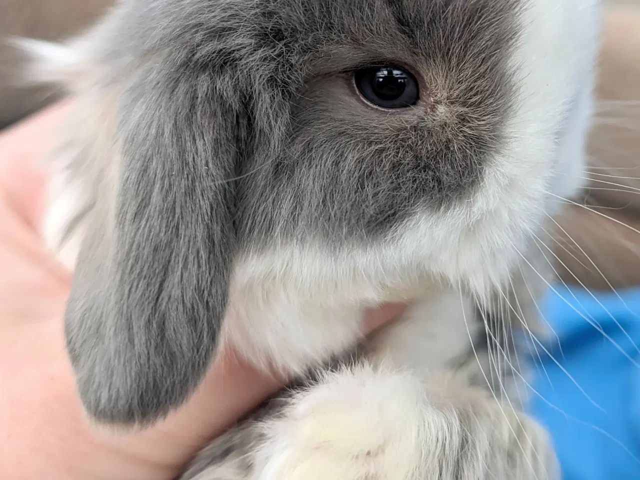 Billede 4 - Minilop kaninunge sælges 