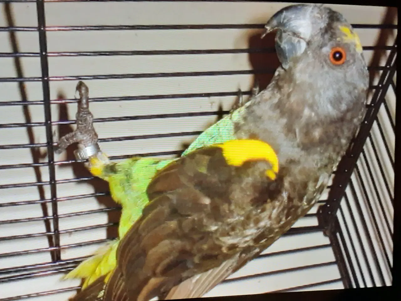 Billede 1 - Mayers papegøje 