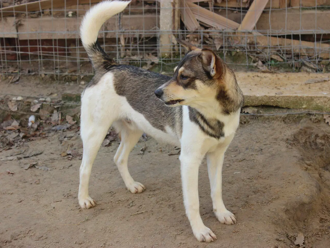 Billede 2 - Erik, modig og social 