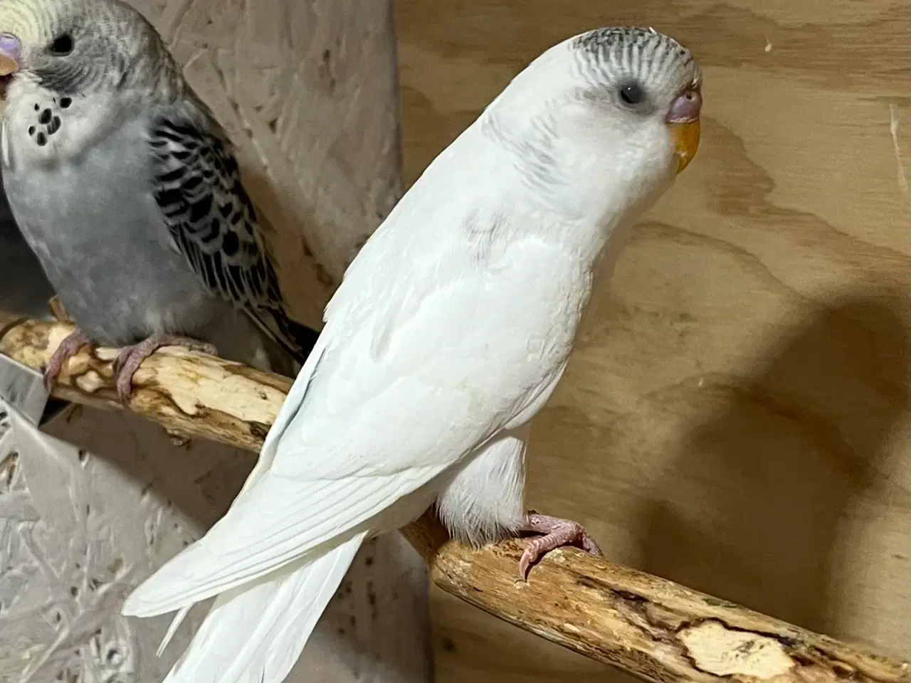 Billede 2 - Undulatunger 