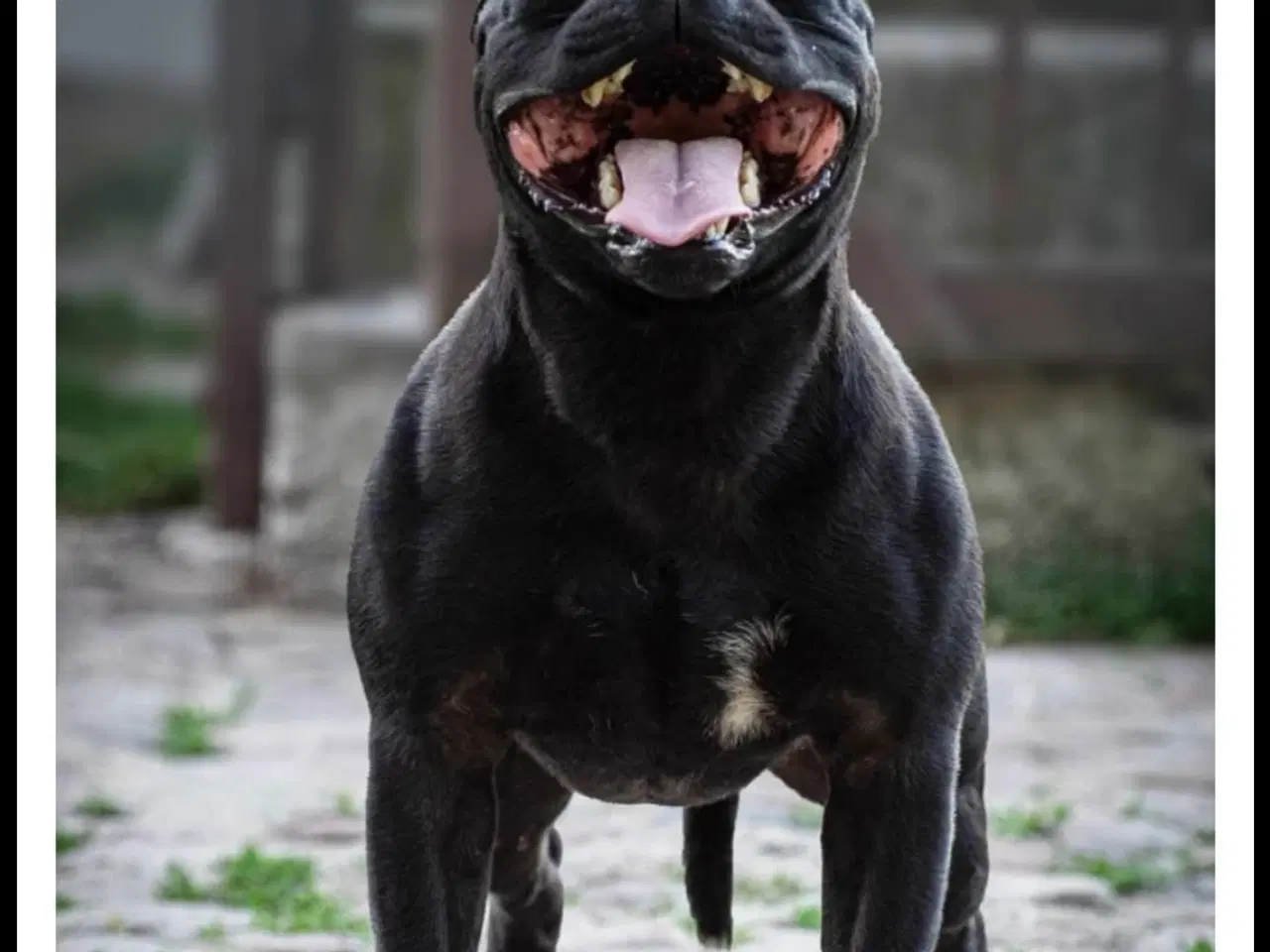 Billede 5 - Staffordshire bull terrier Hjem før pris 