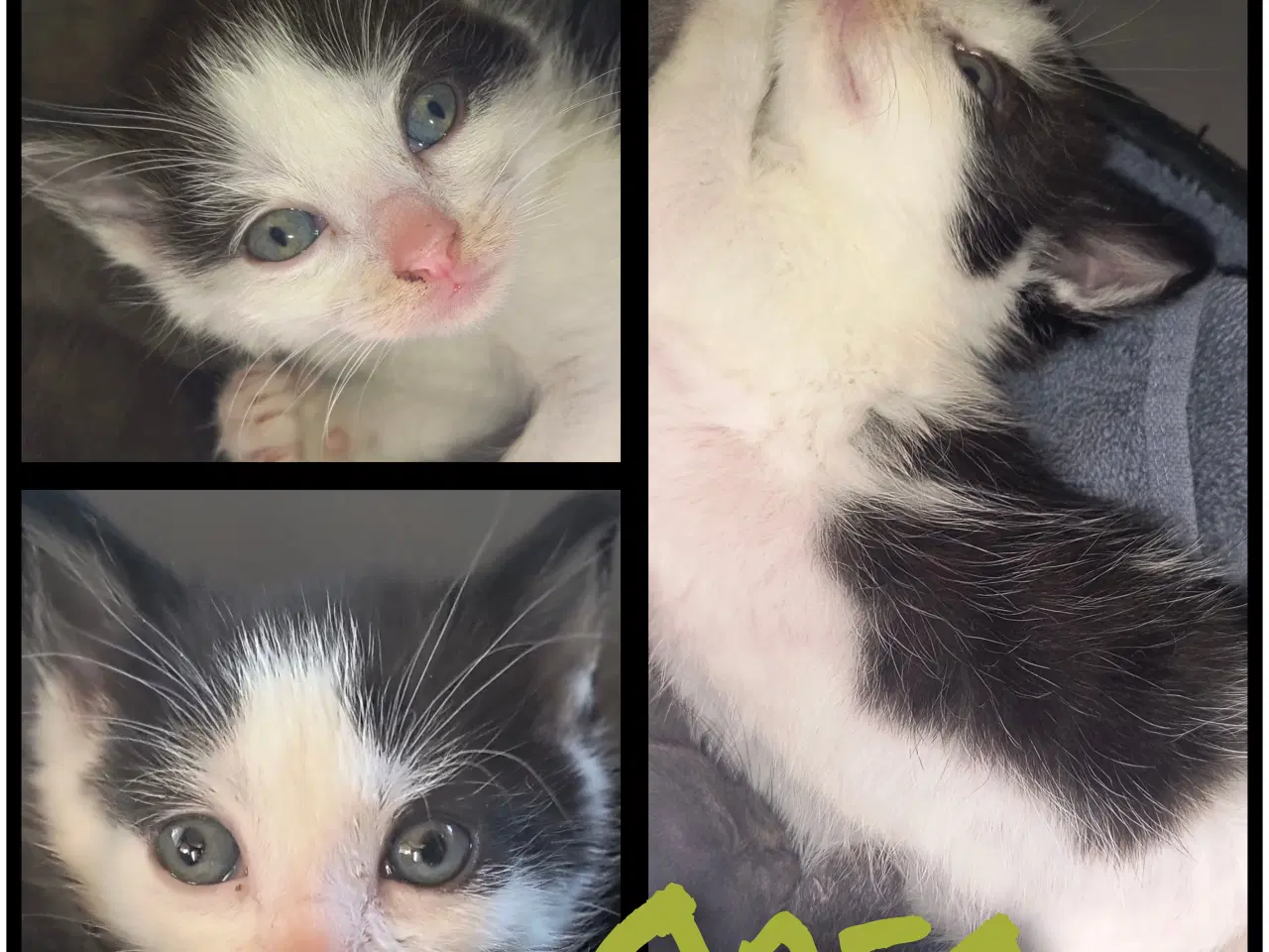 Billede 5 - British Shorthair, Siameser, Hellig Birma mix