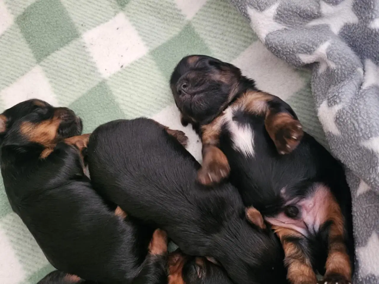 Billede 4 - 4 skønne Yorkshire Terrier hvalpe sælges 