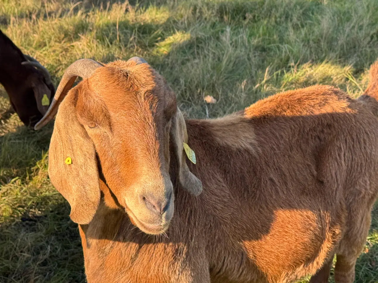 Billede 2 - Boer ged 