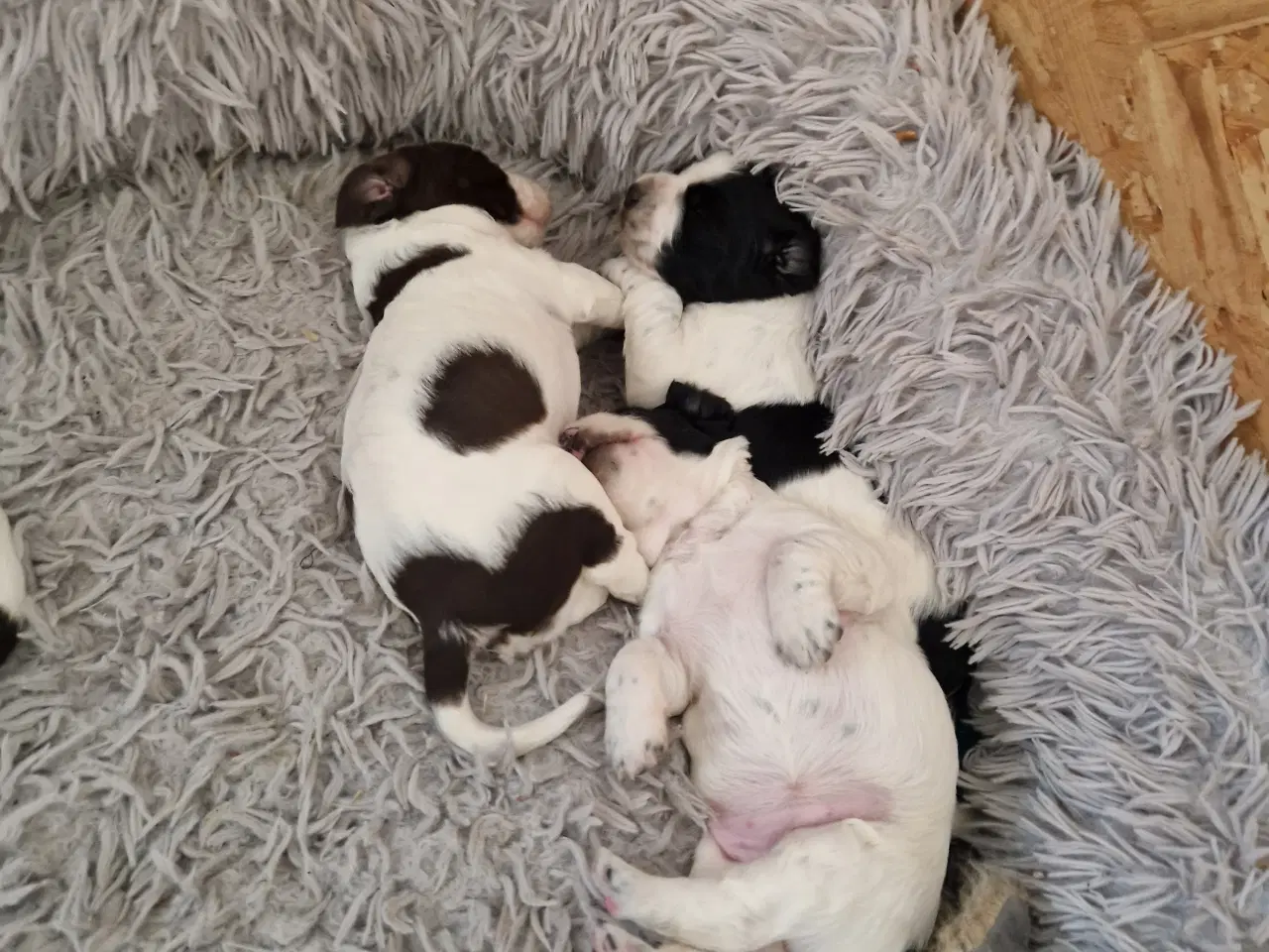 Billede 3 - Engelsk springer spaniel 