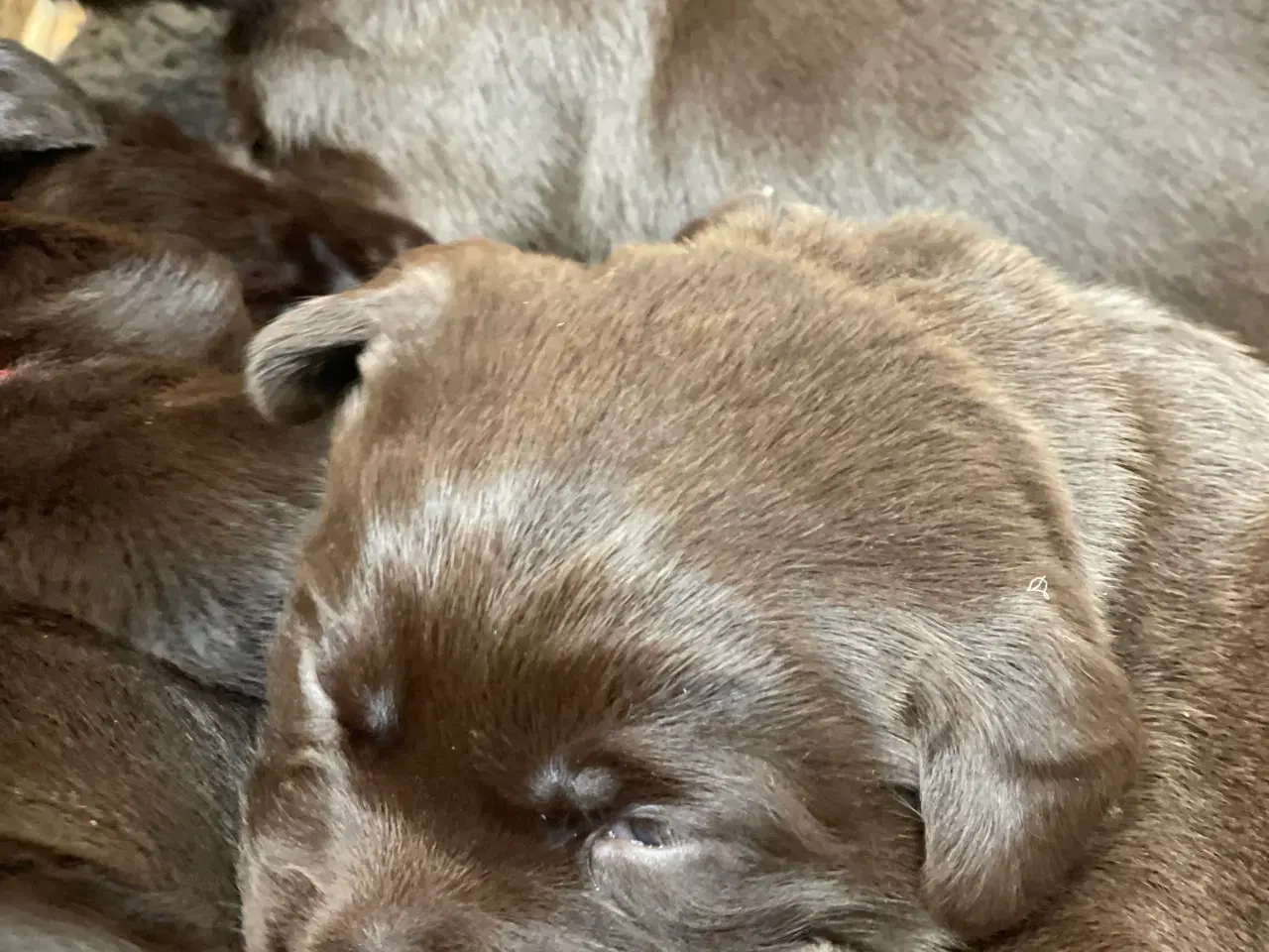Billede 6 - Brune labrador hvalpe