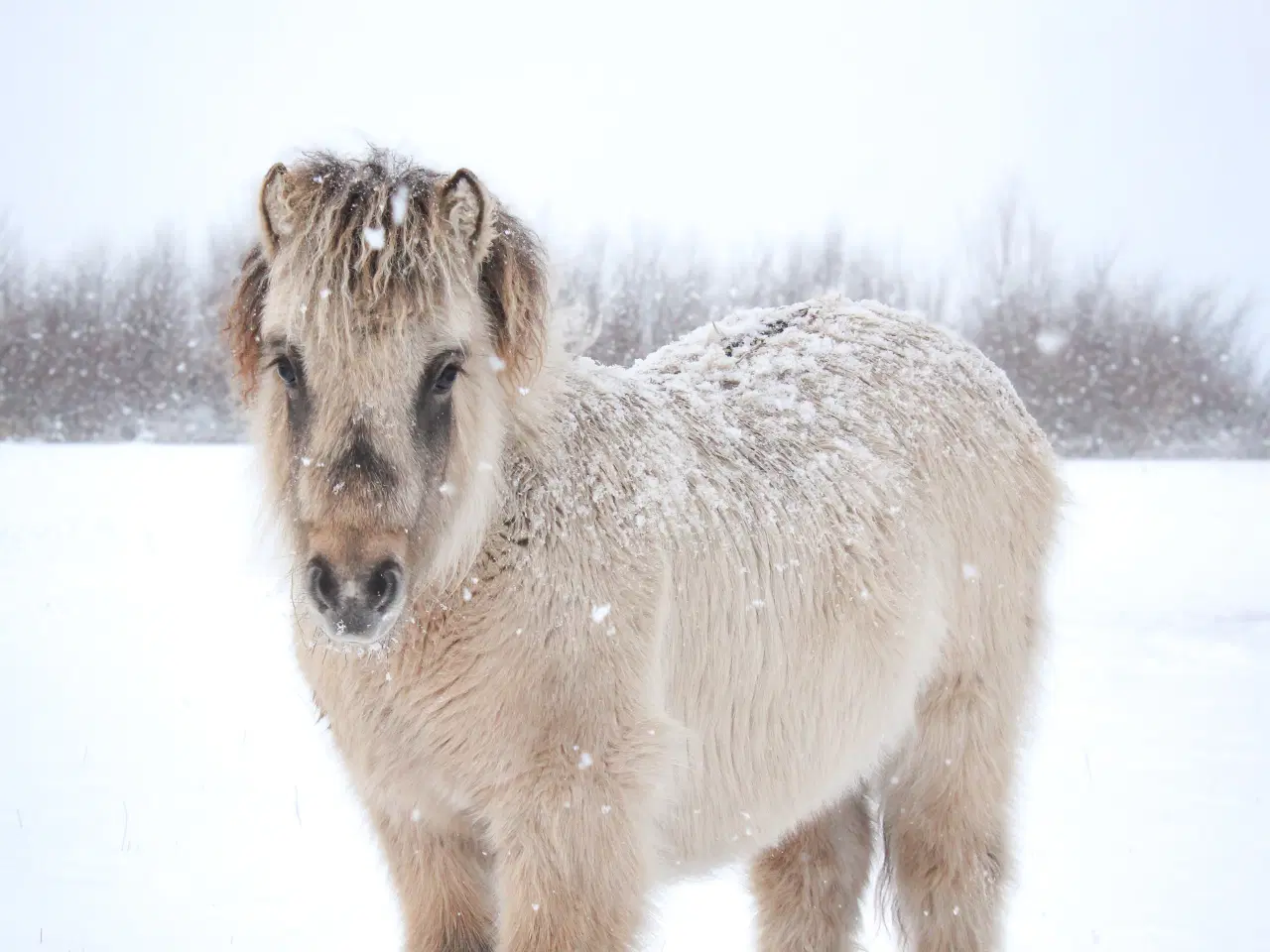 Billede 3 - Shetlænder føl med fantastisk farve og sind!