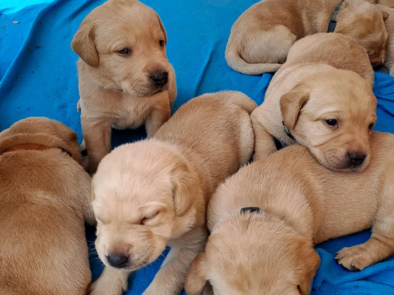 Billede 5 - Labrador hvalpe Sælges 