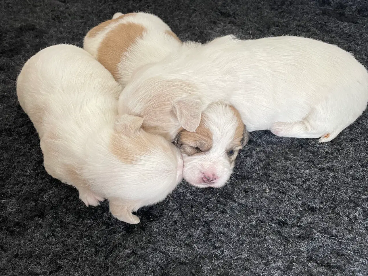 Billede 9 - 3 dejlige coton de tulear hvalpe søger nye familie