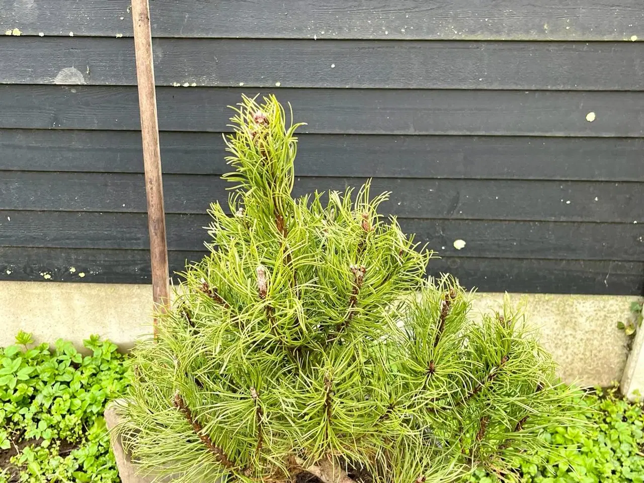 Billede 1 - Bjergfyr planter 40-60cm, Pinus Mugo