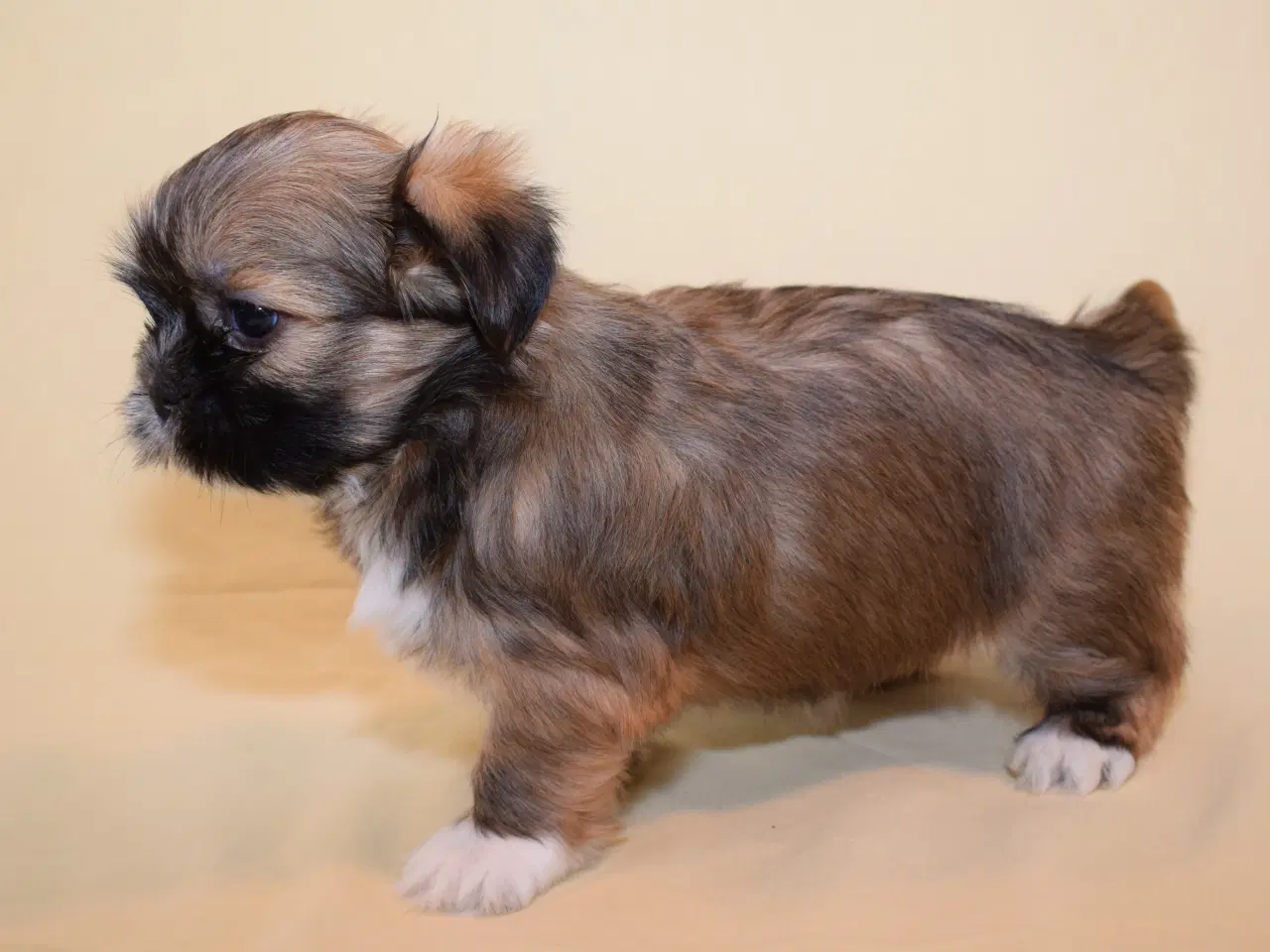 Billede 5 - Lhasa Apso  hvalpe