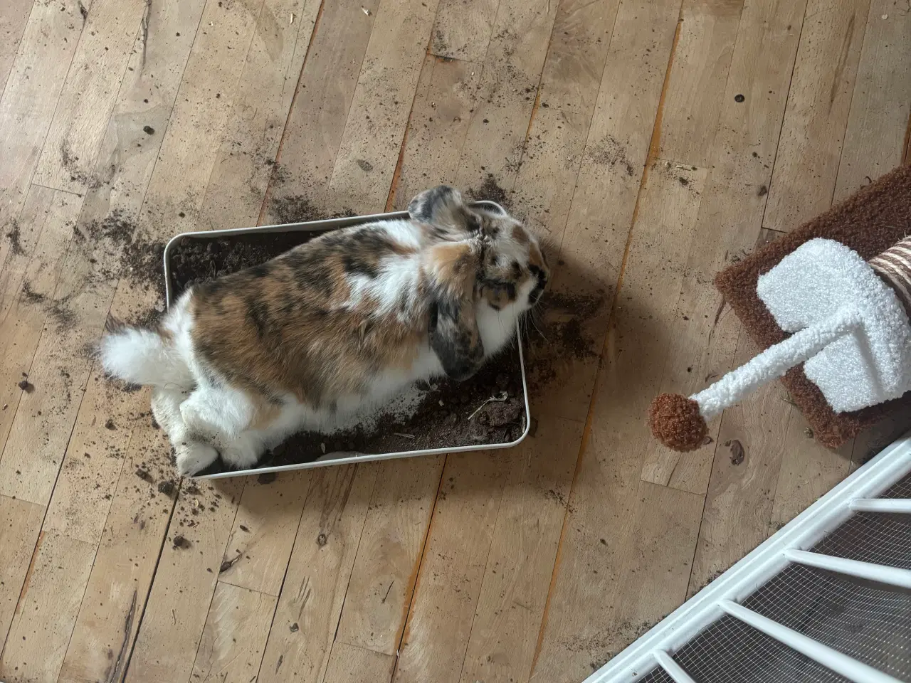 Billede 8 - Lillebror søger nyt hjem 