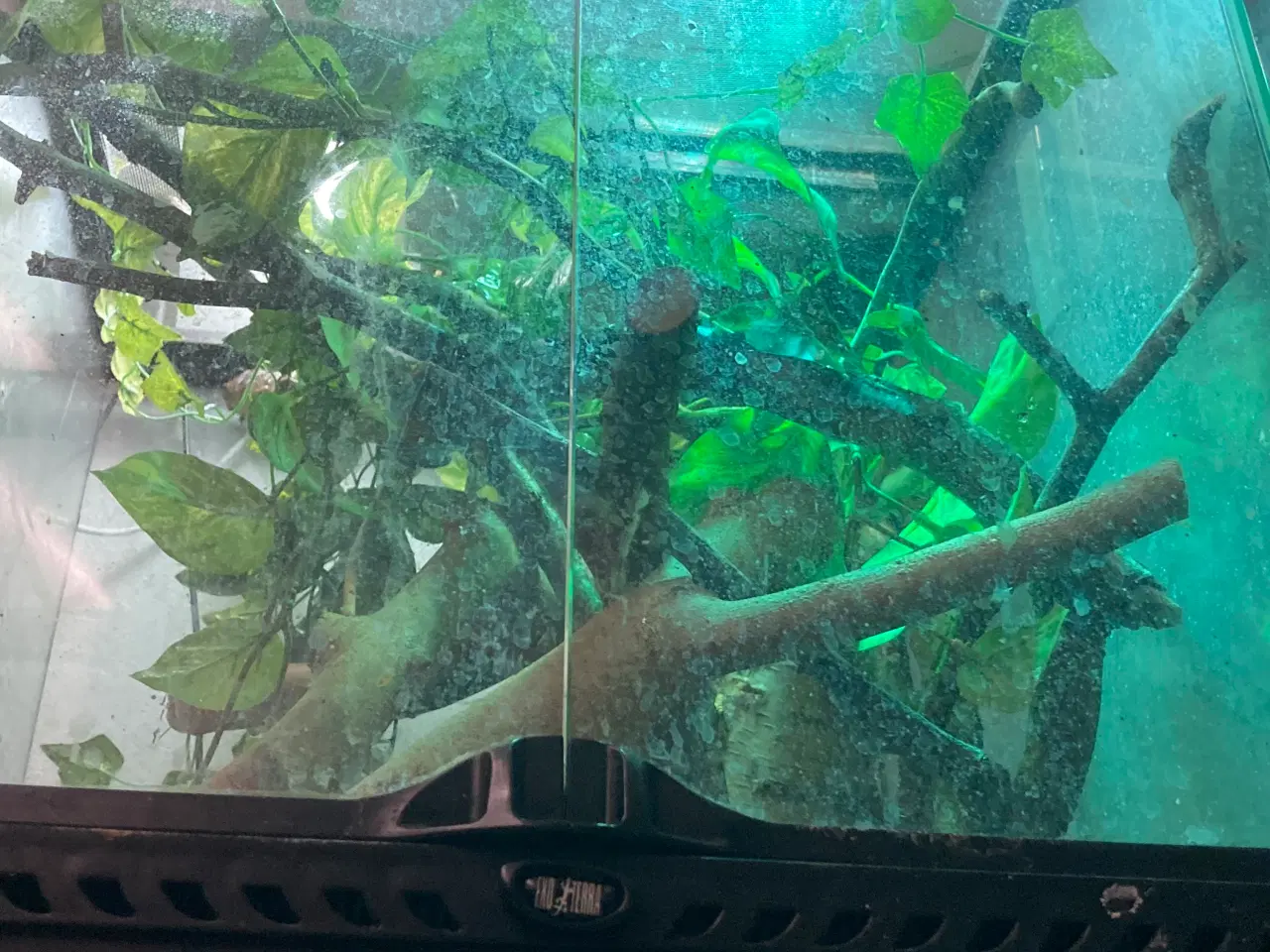 Billede 6 - Grøn Anolepar med udstyr