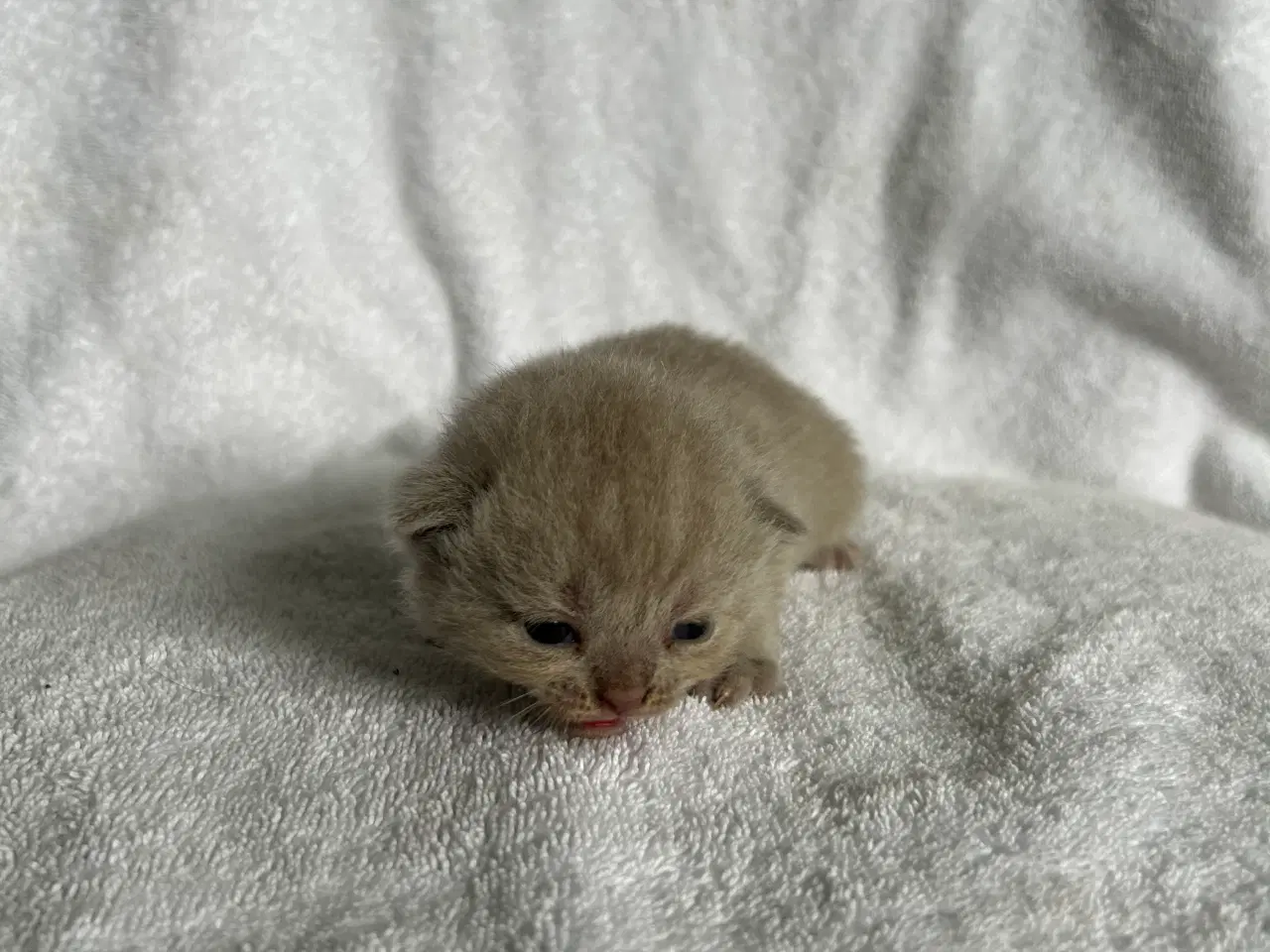 Billede 2 - British shorthair hun killing sælges
