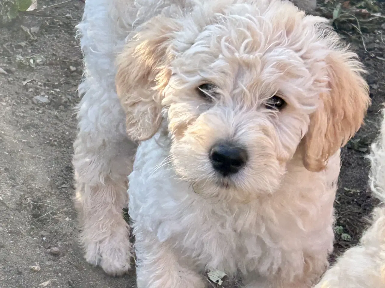 Billede 9 - Mini-labradoodle / doodle sælges