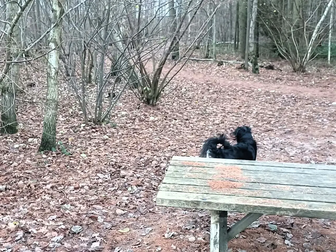 Billede 4 - Smukke milde kærlige Ozzy