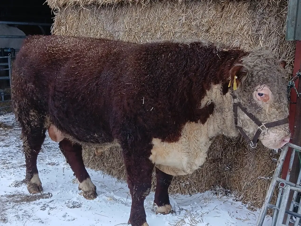 Billede 2 - Super flot hereford tyr 
