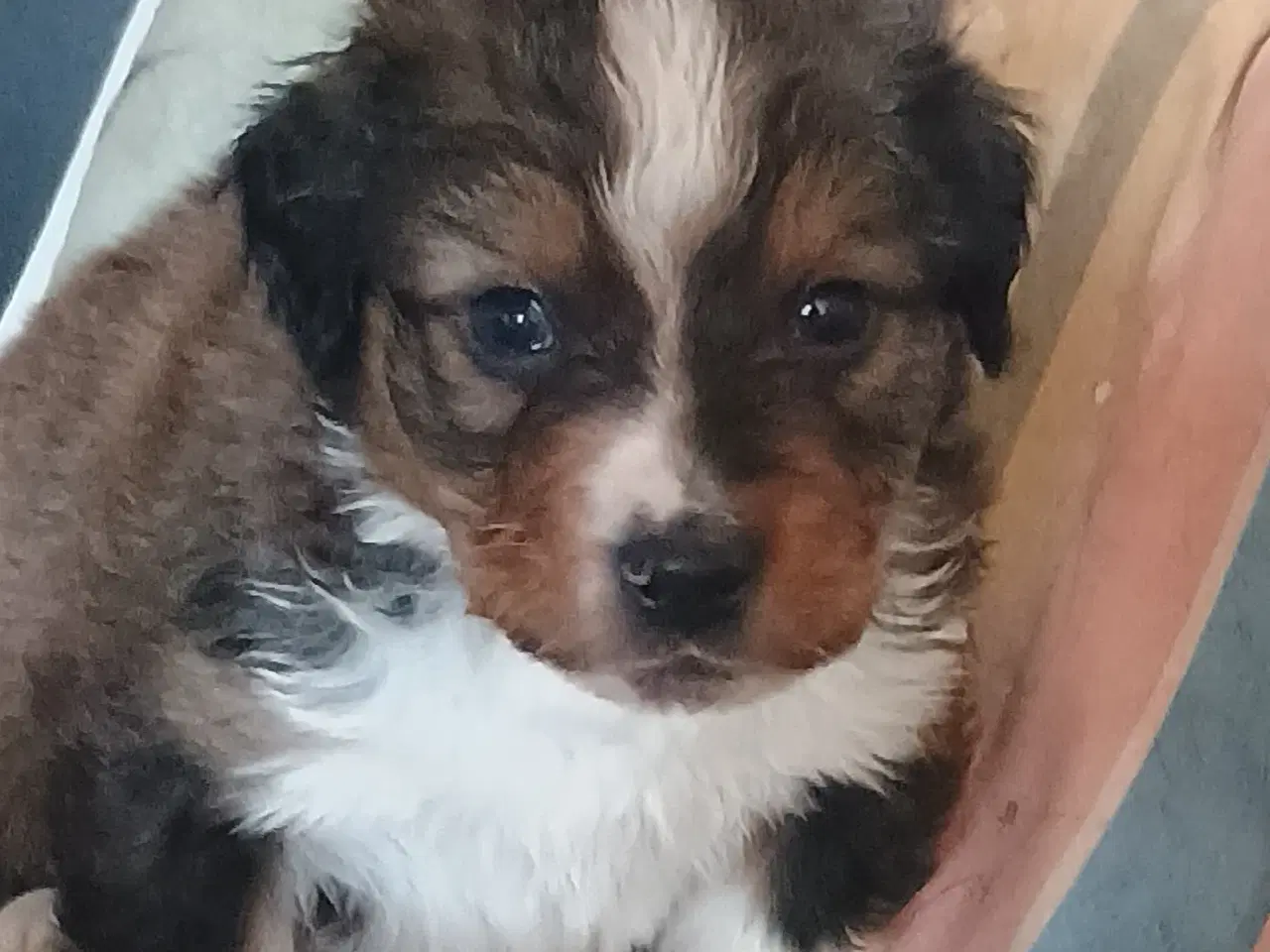 Billede 1 - Berner Sennen/Islandsk Fårehund