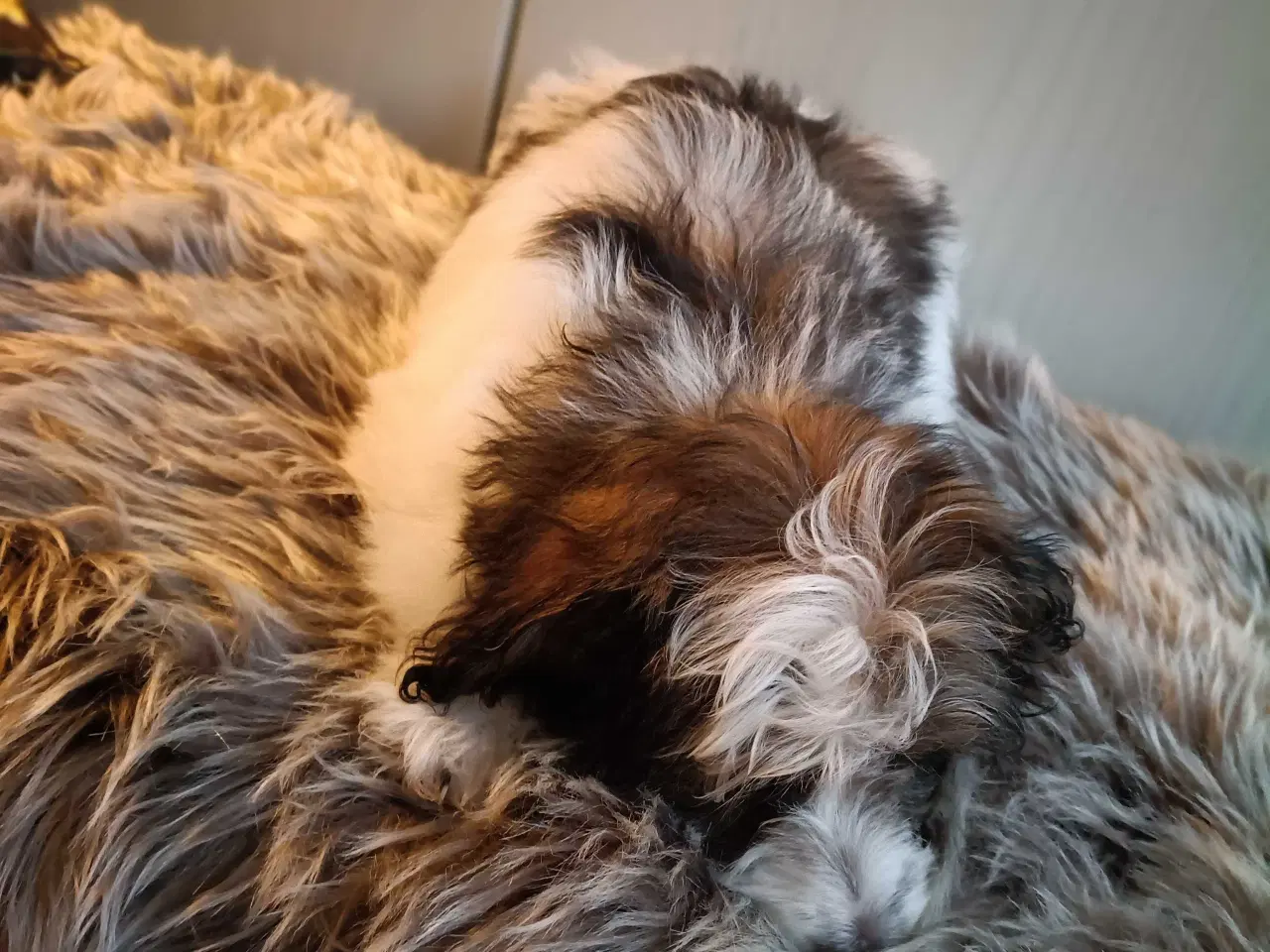 Billede 3 - Blanding hvalp mor papillon,far ren puddel.