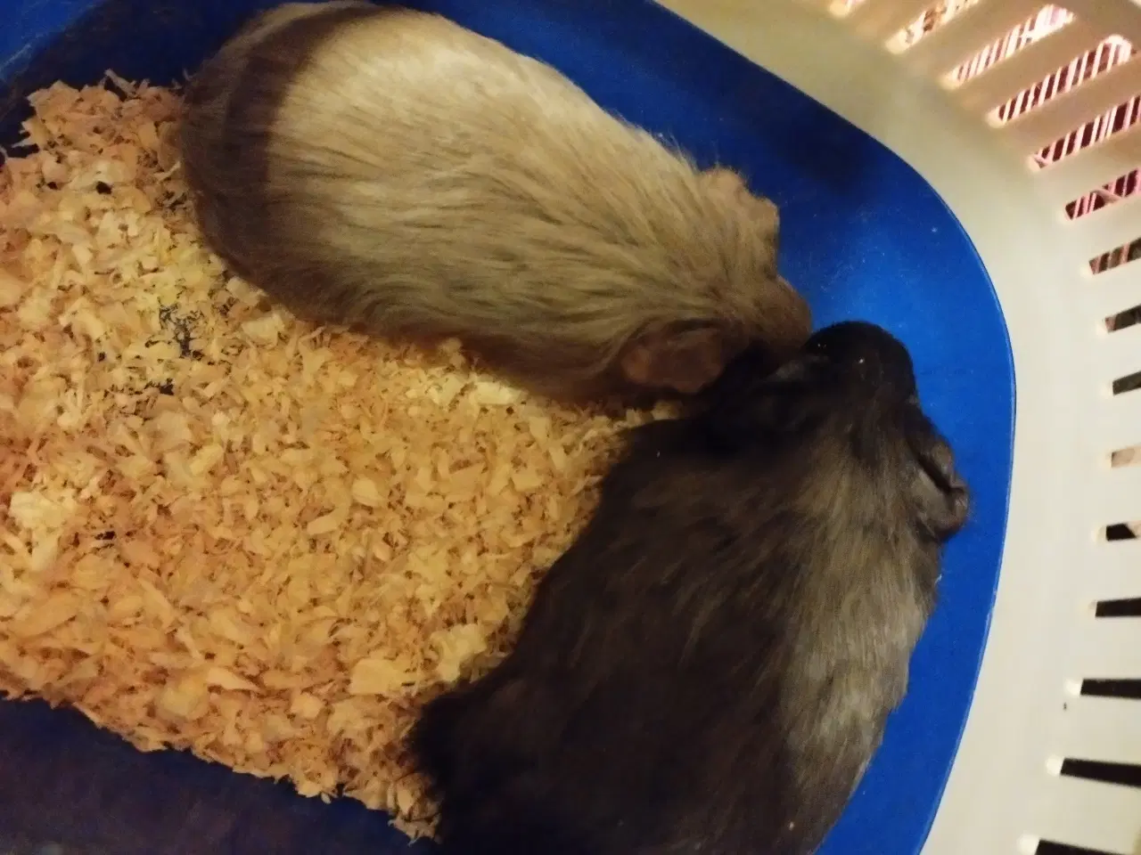 Billede 1 - 4 ægte sheltie drenge er flytte klar .