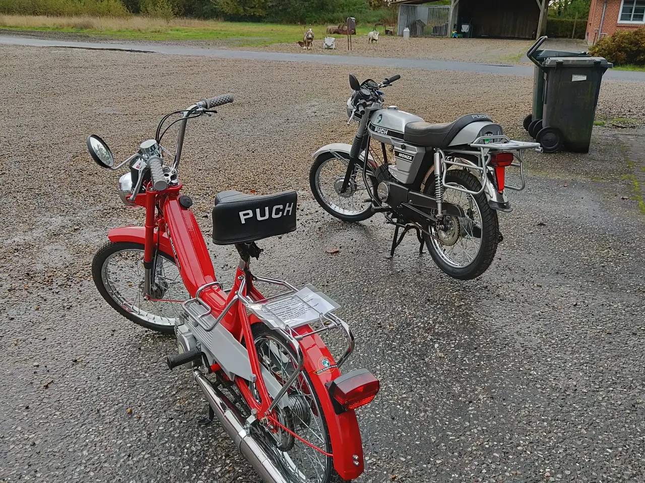 Billede 7 - Fin Puch Maxi Knallert