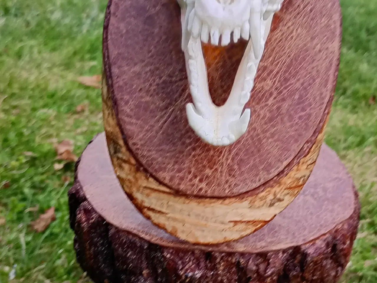 Billede 6 - Mårhund kraniet