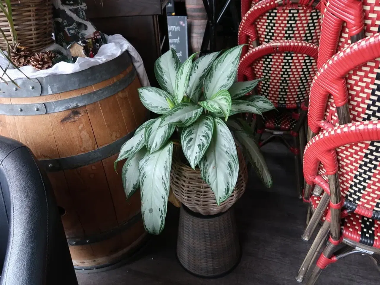 Billede 3 - Vintønde CHATEAU ST MICHELLE samt div. Planter i krukke