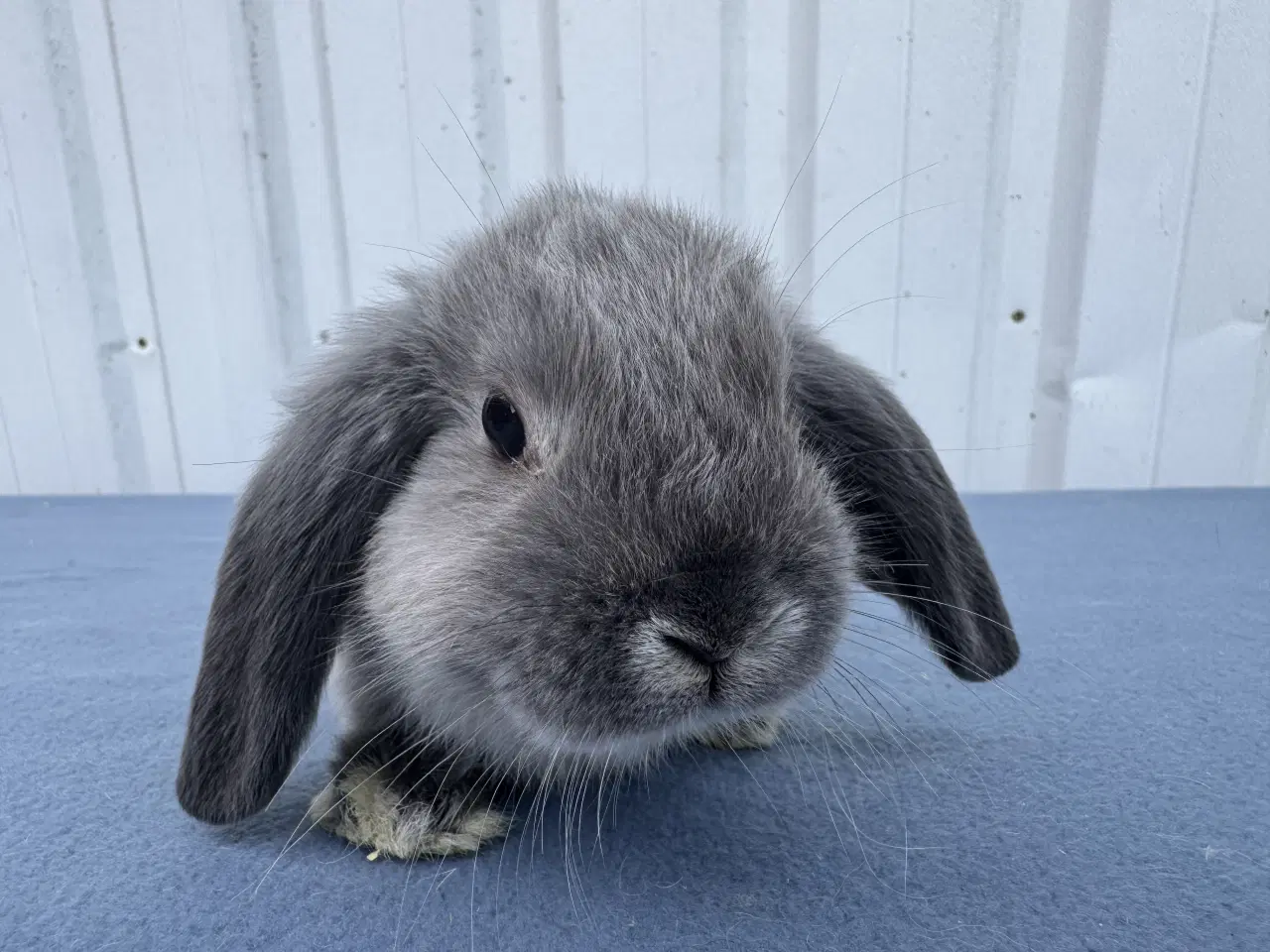 Billede 3 - 6 salgsklare Dværgvædder Hunkaniner 🐰