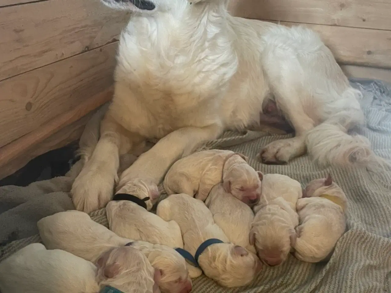 Billede 5 - Hvalpe - Goldendoodle