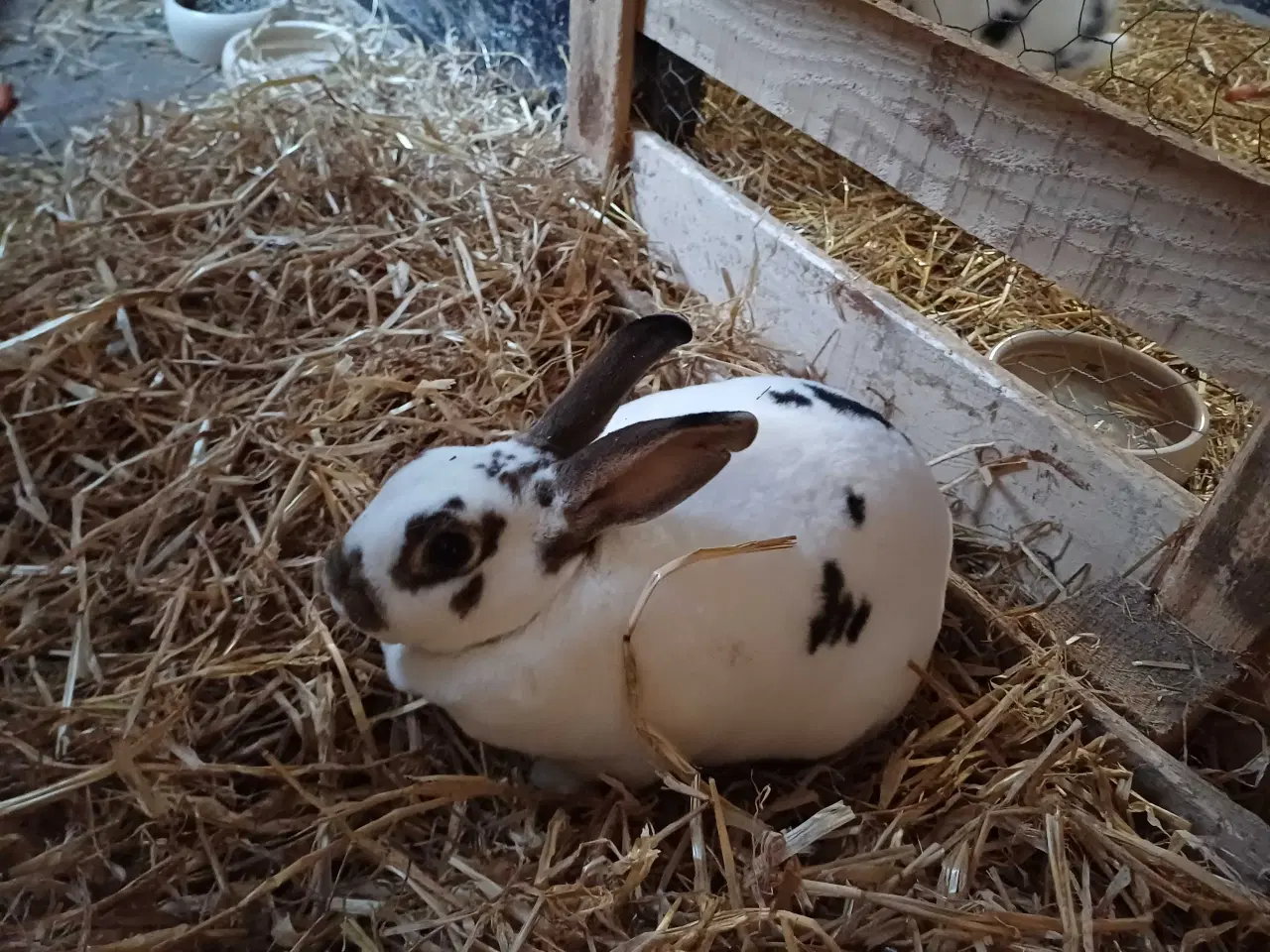 Billede 2 - Rex kaniner