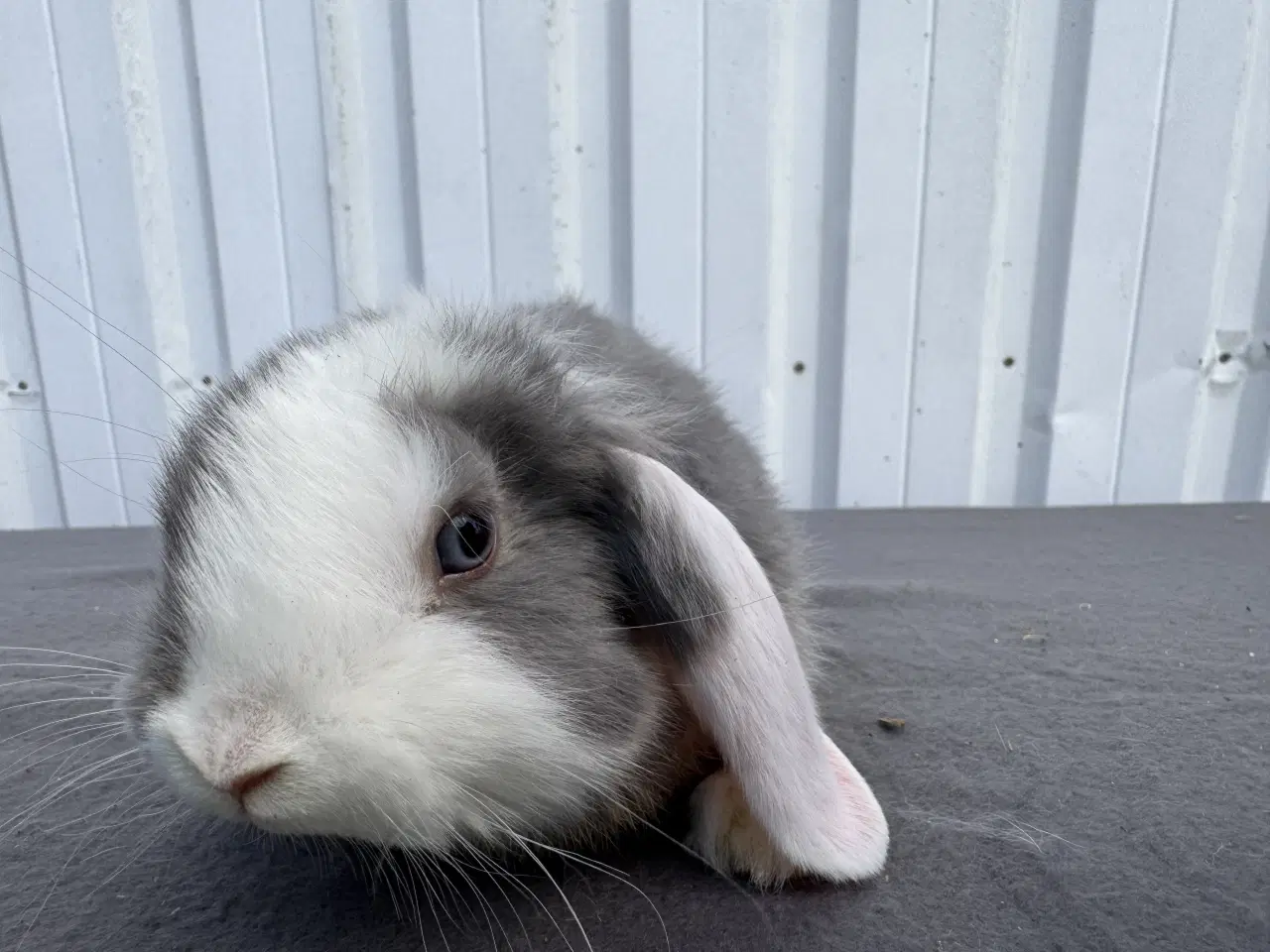 Billede 7 - Dværgvædder han kanin