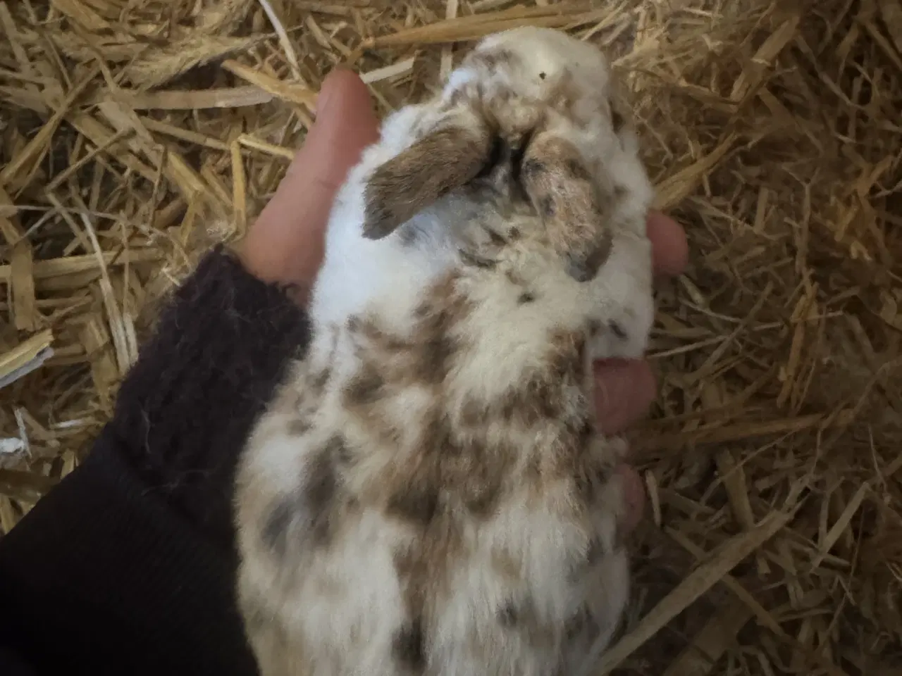 Billede 4 - Rex kanin unger 