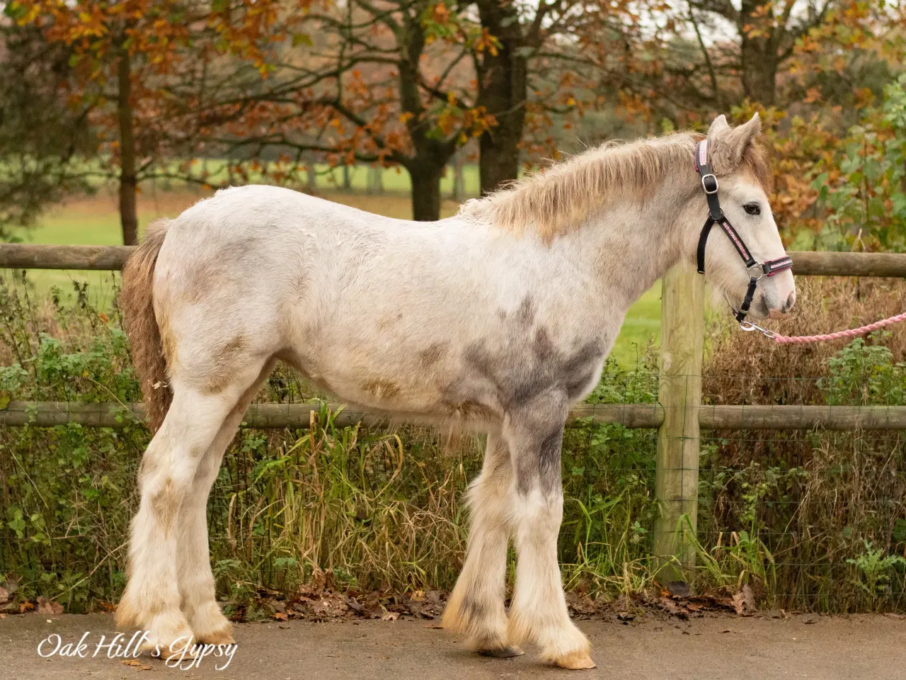 Billede 10 - Irish Cob hoppeføl