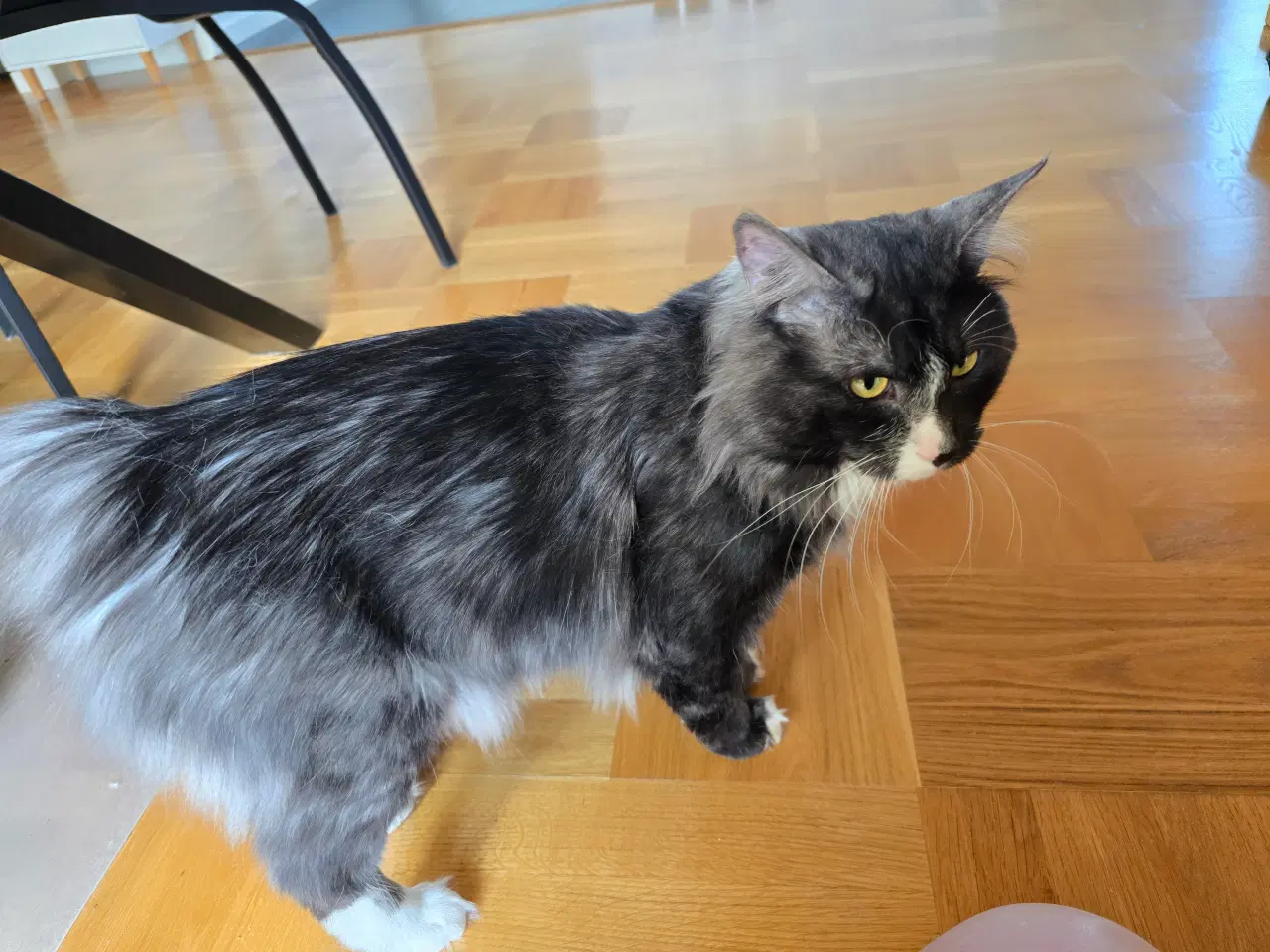 Billede 3 - Kurilean Bobtail hankastrat