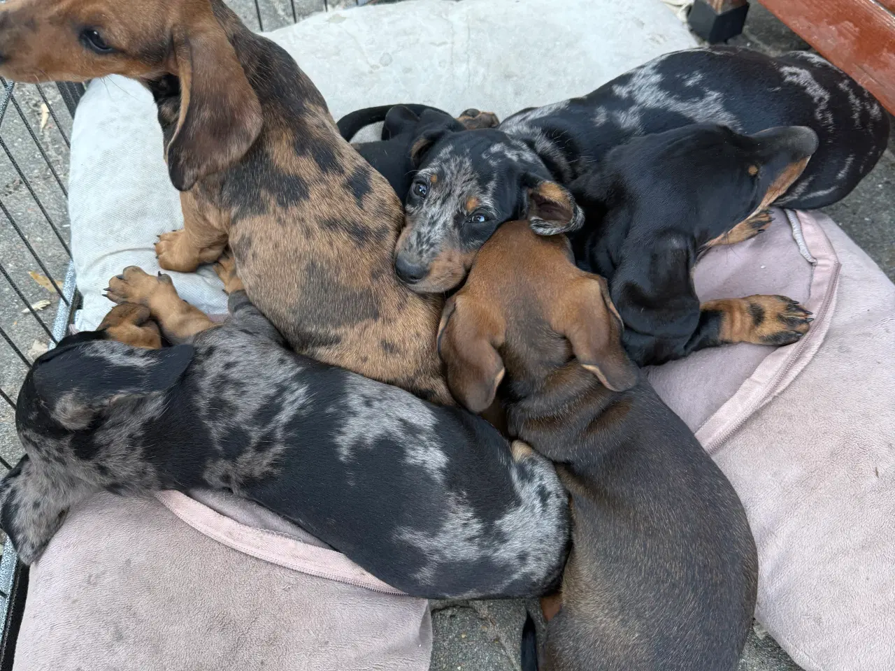 Billede 3 - Sunde og smukke korthårede gravhunde hvalpe 