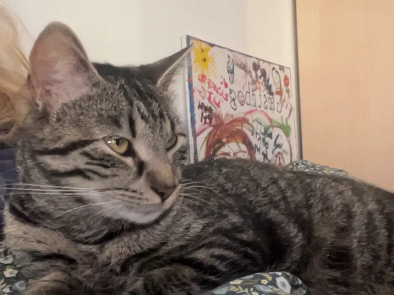 Billede 3 - Hun katte
