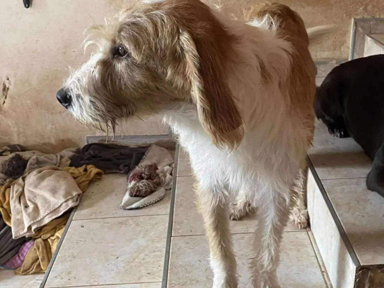 Billede 10 - Skønne Cairo søger sit 4ever hjem