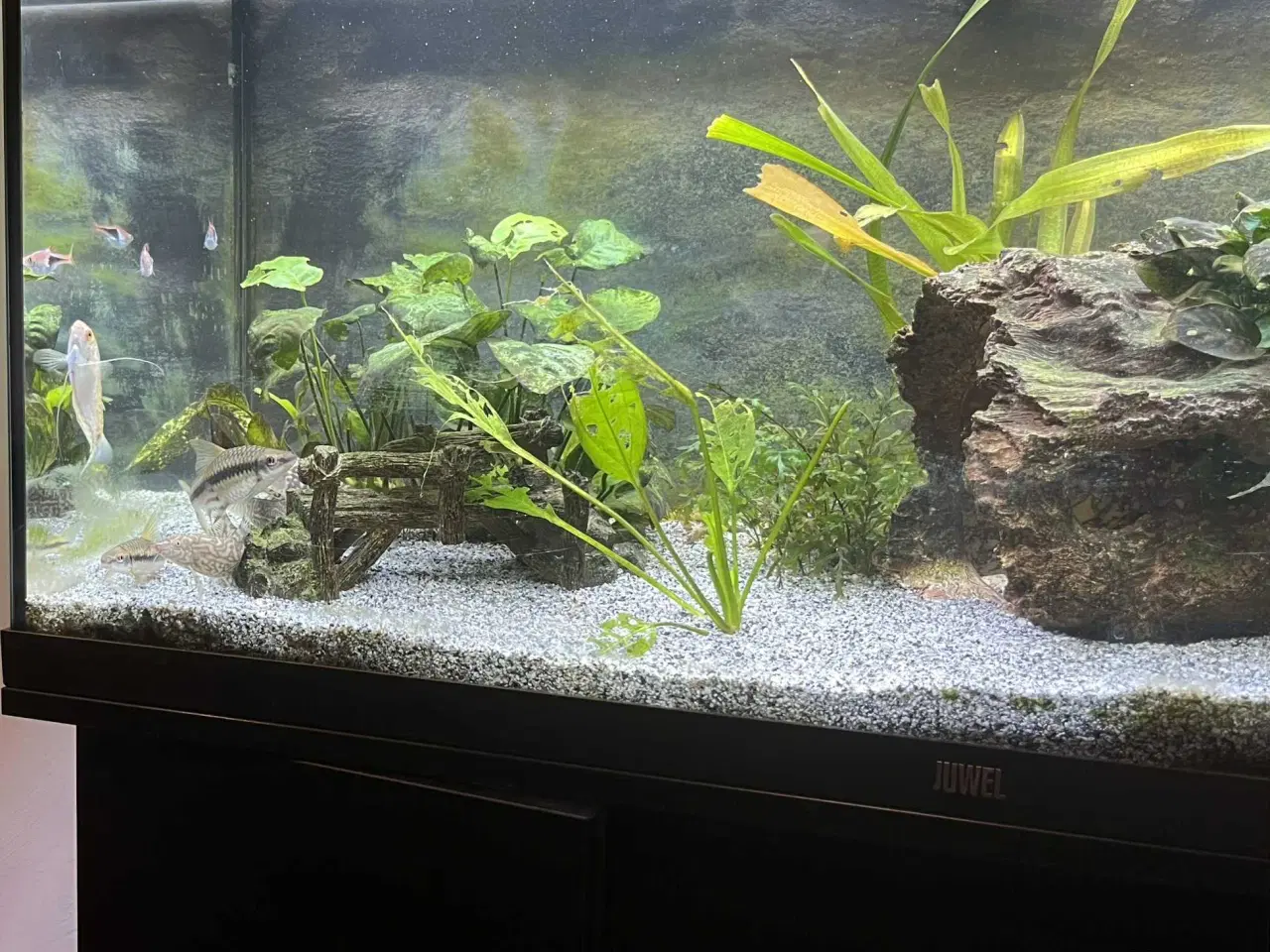 Billede 2 - Juwel akvarium Rio LED, 180 L