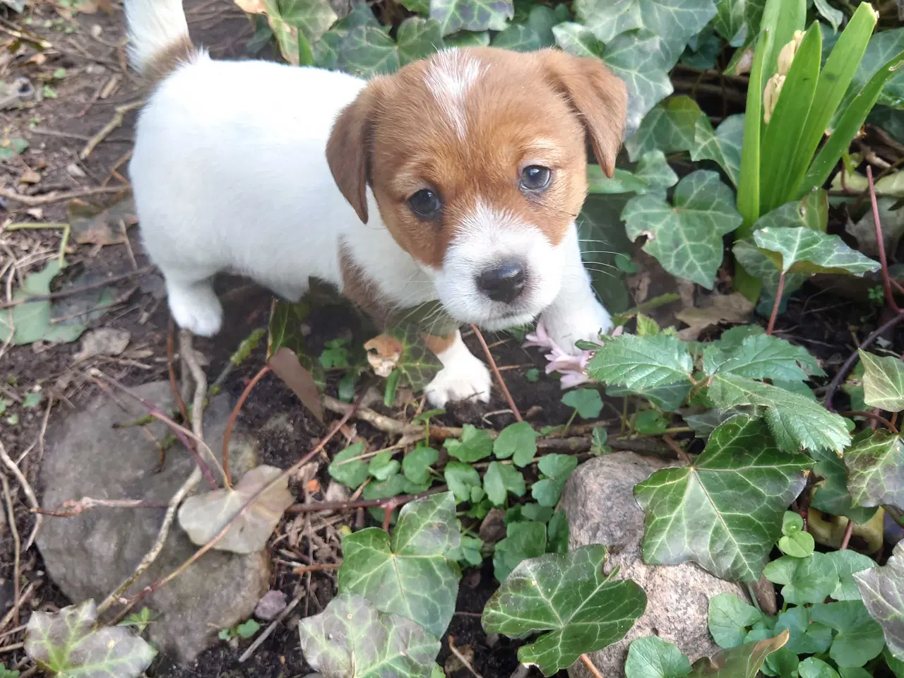 Billede 5 - Jack Russell hvalpe (lav benet type)