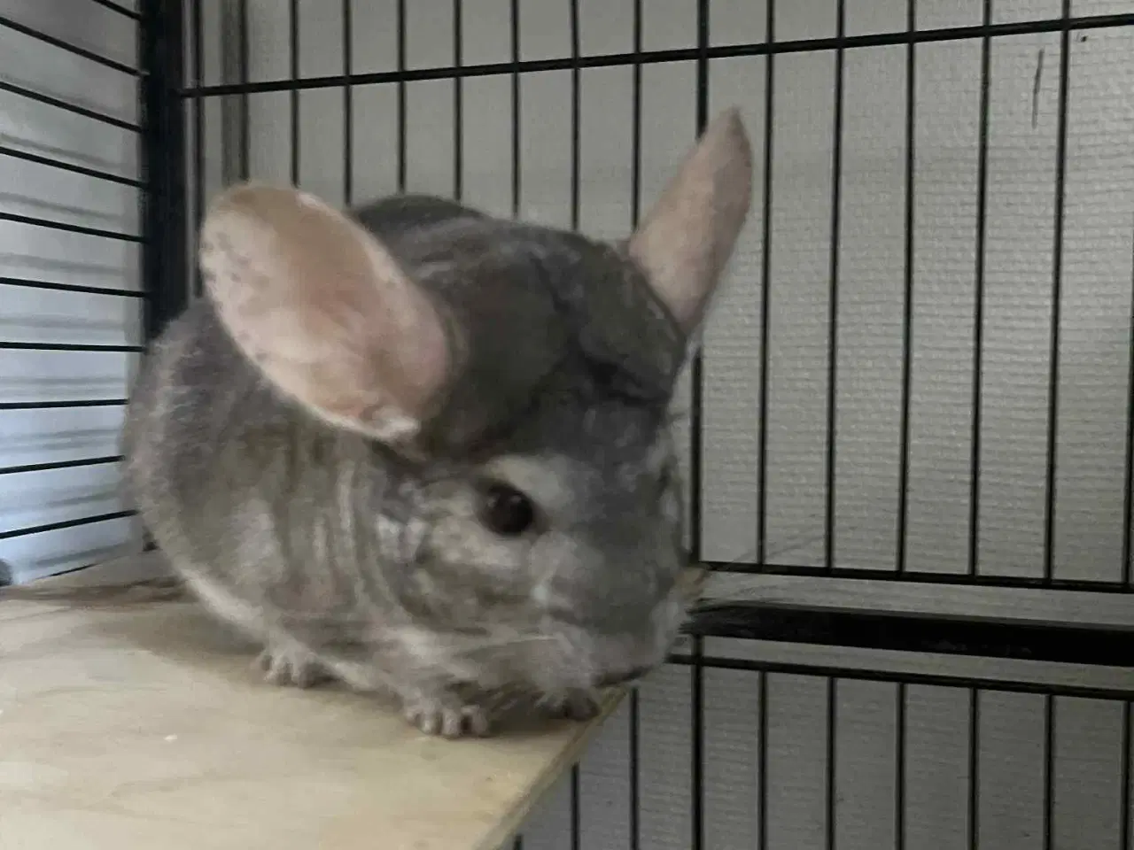 Billede 1 - Chinchilla med bur