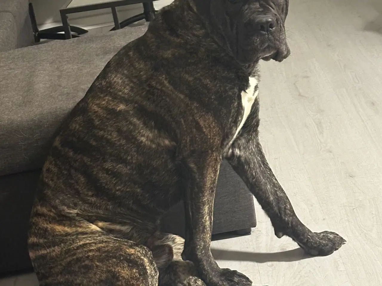 Billede 6 - Cane Corso 3 år