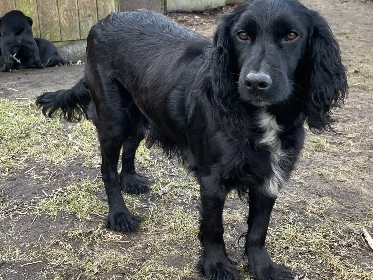 Billede 11 - Labrador / Cokkerspaniel blanding