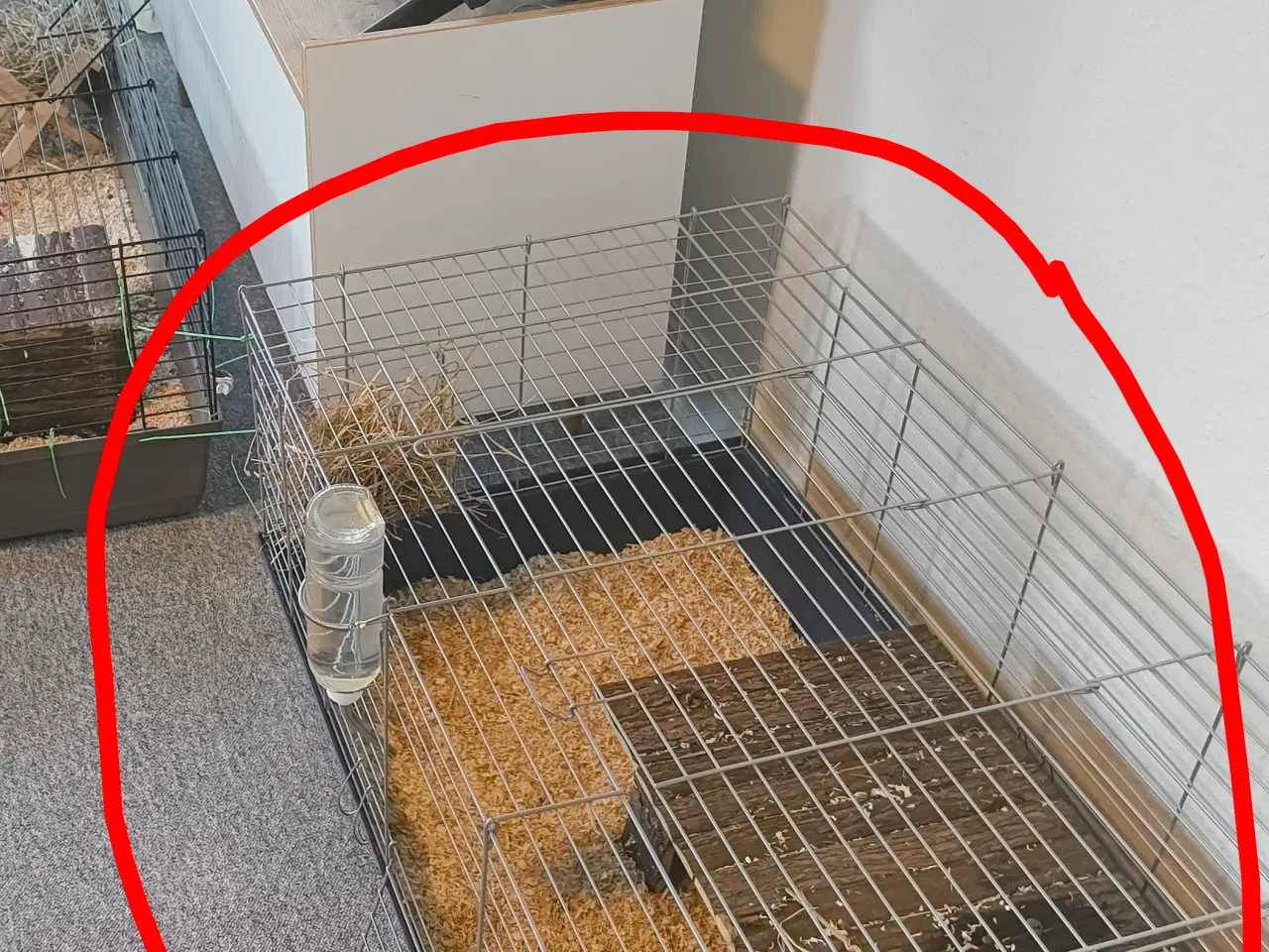 Billede 5 - Snack elskende mix racede kanin + tilbehør 