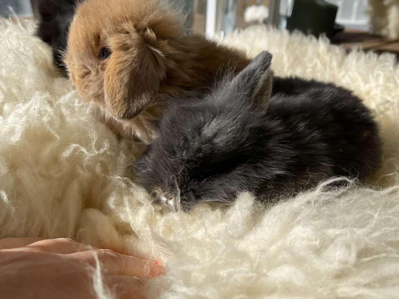 Billede 1 - Mini Lop kaninunger sælges